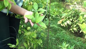Как вырастить лимон и мандарин дома