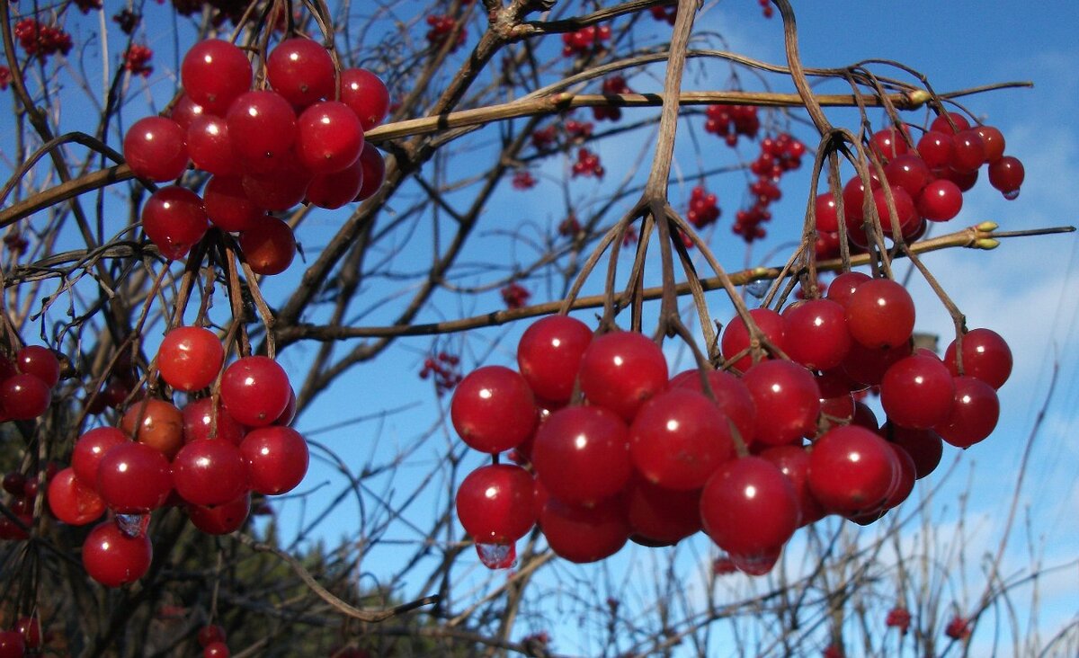 Галкины сказки