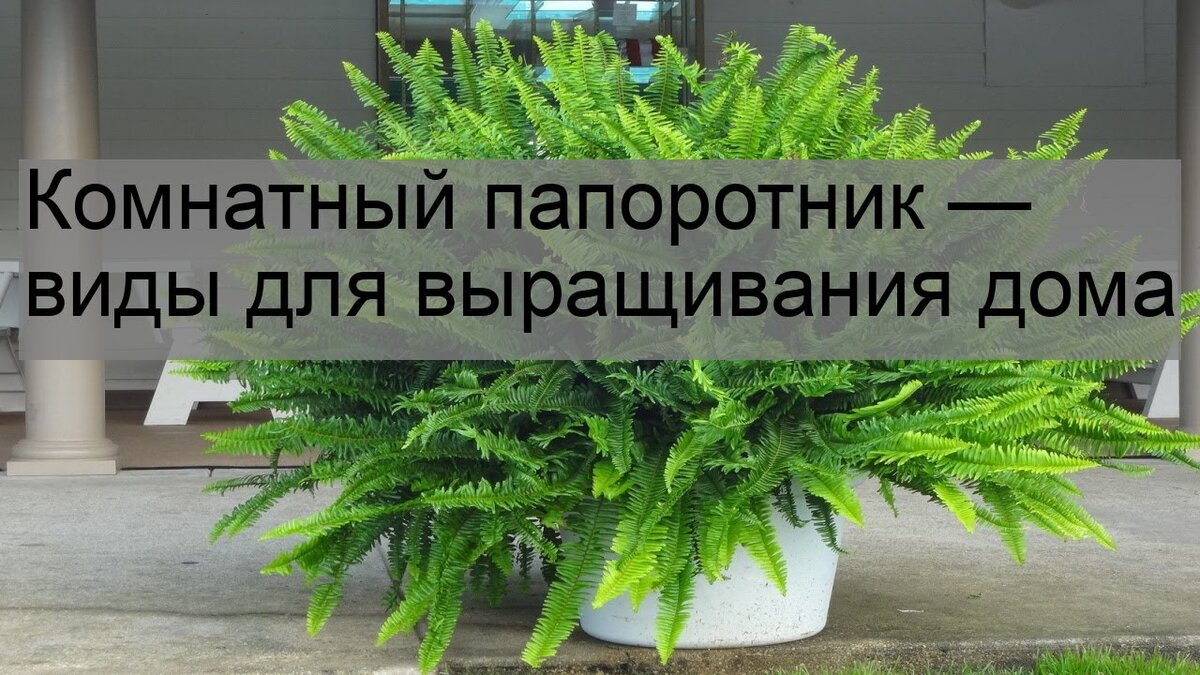 Папоротник в доме - богатство в семье | Светлана Шутова ТЫ САМ СЕБЕ МАГ |  Дзен