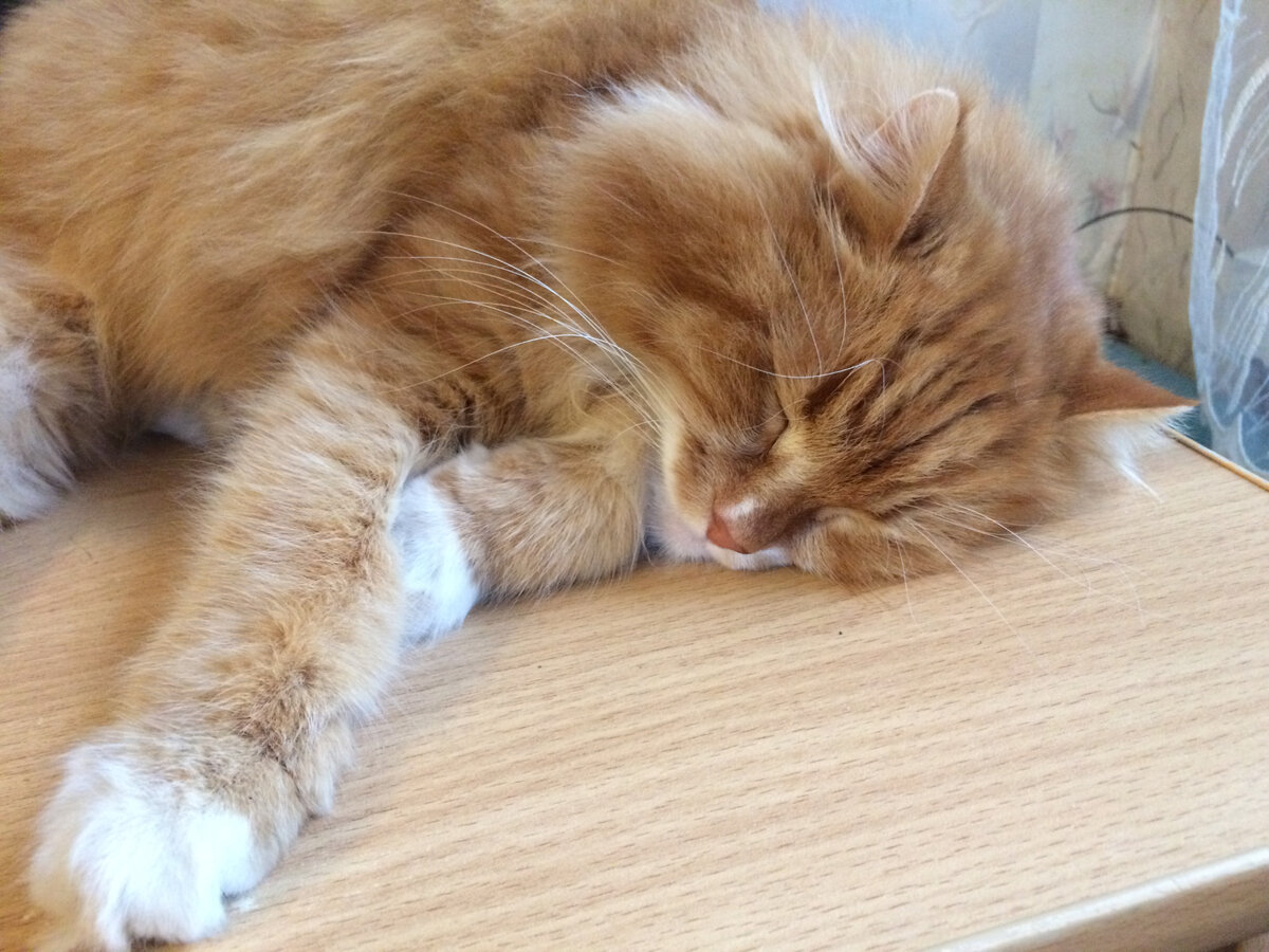 Спящий Беша. Фото автора