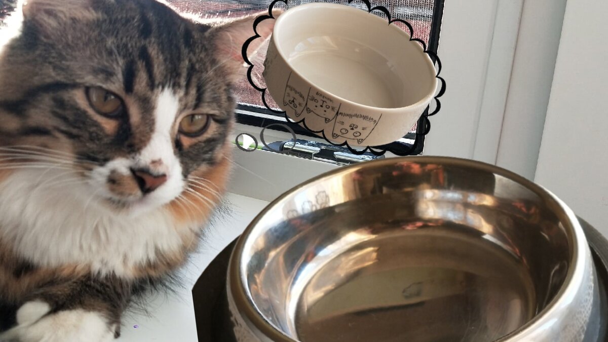 Это Лютик! Обжора