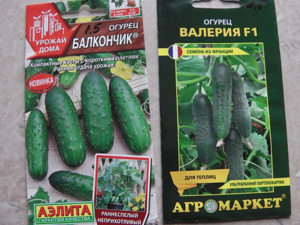 Сорта ультраранних огурцов. Фото автора