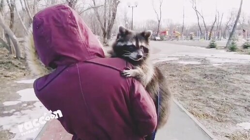 Милун Ракунов. Енот который увидел сладкую вату.