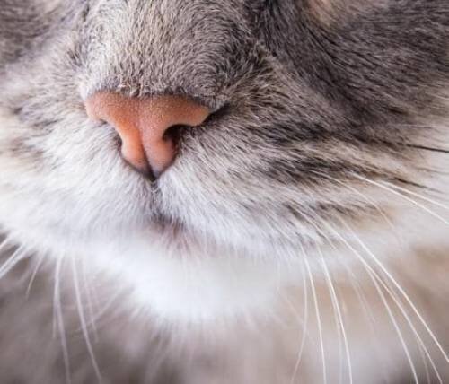 Стеноз носовых ходов у кошки - как образовывается, симптомы, диагностика,  методы лечения | Лапа помощи | Дзен