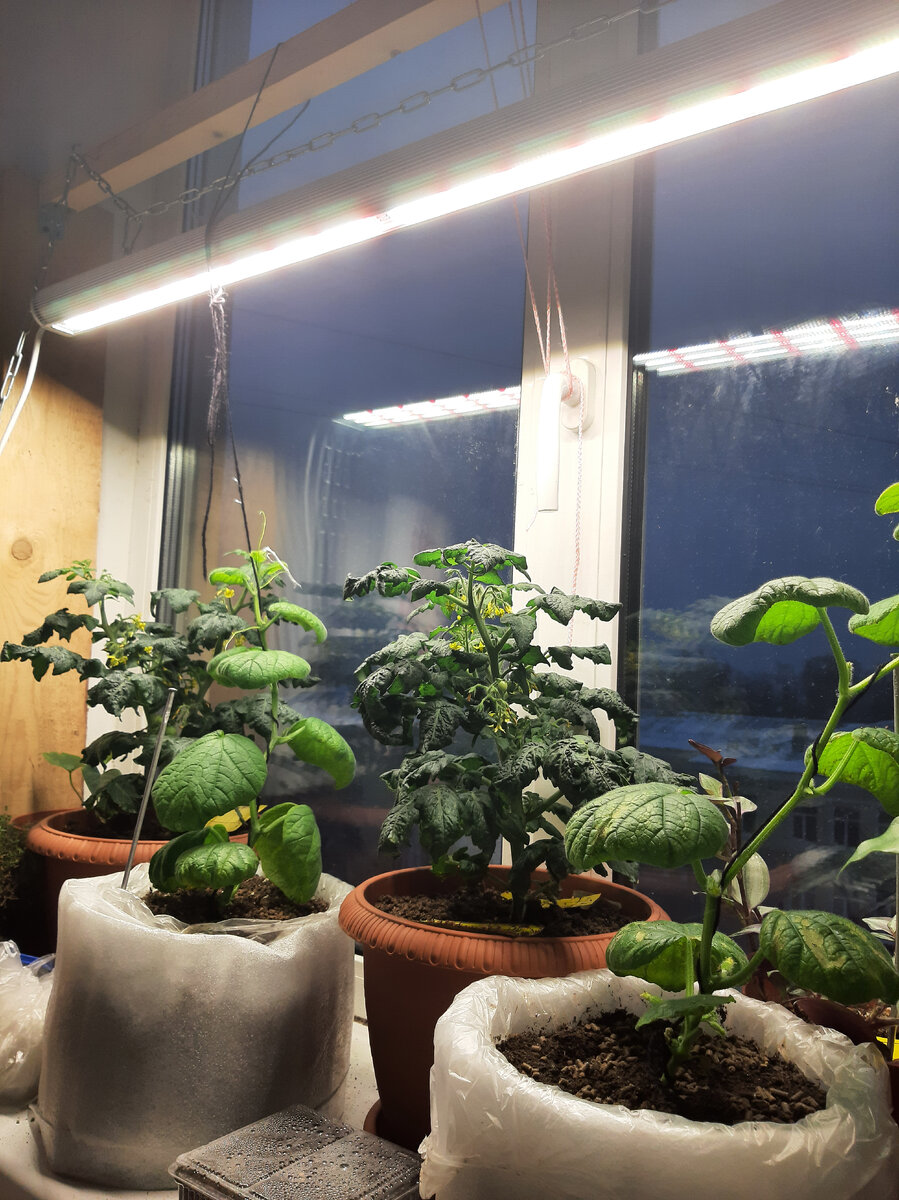 Конечно далеко не открытый грунт, но неплохо.