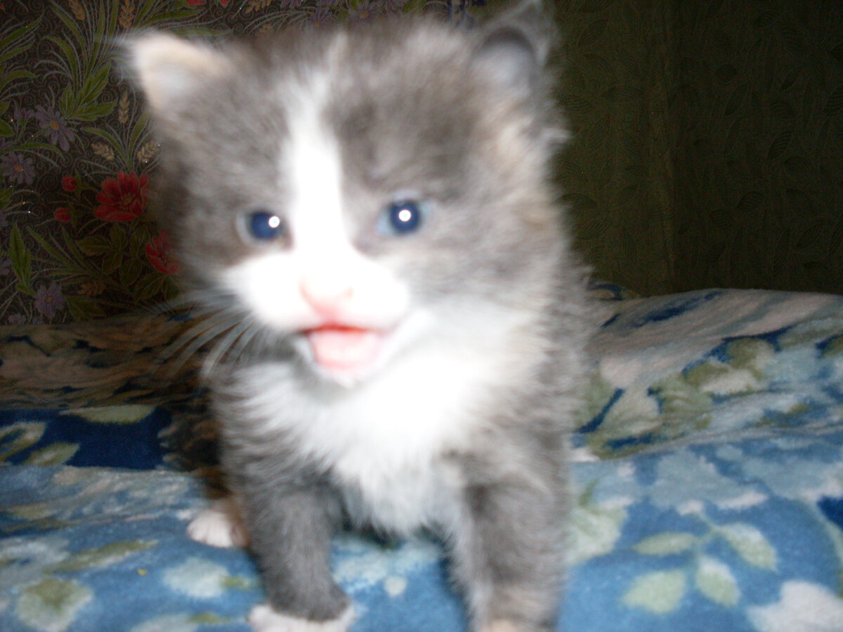 Котенок Митька