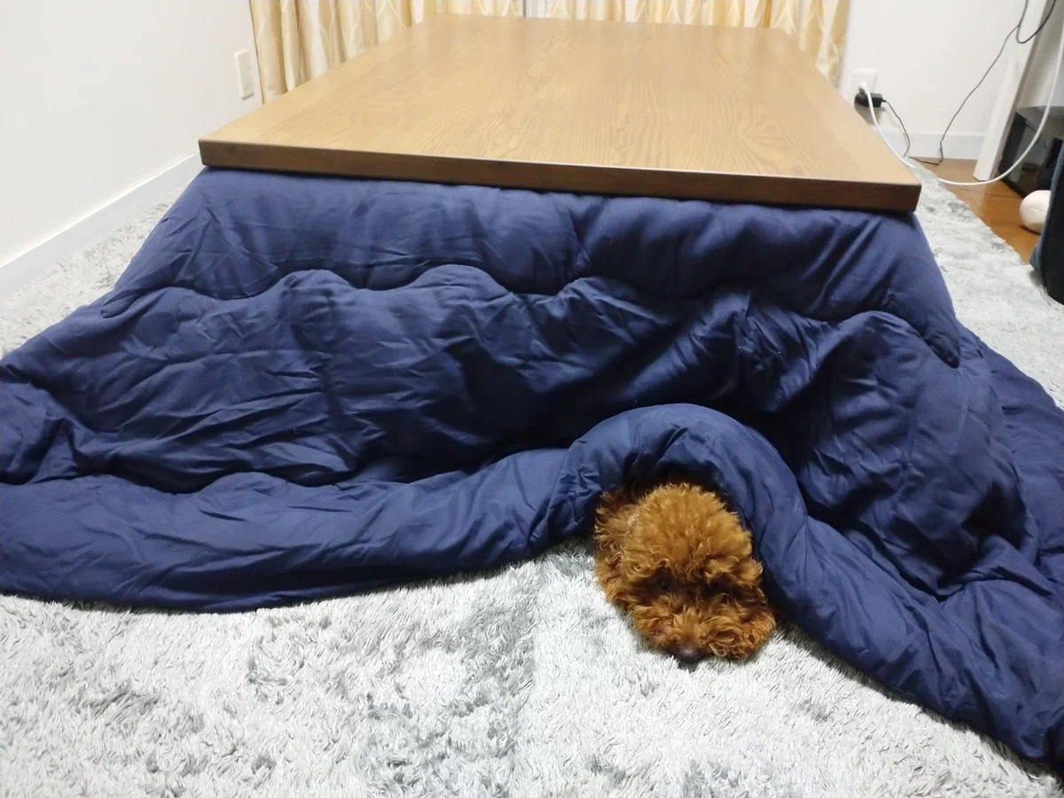 Той пудель Адзуки