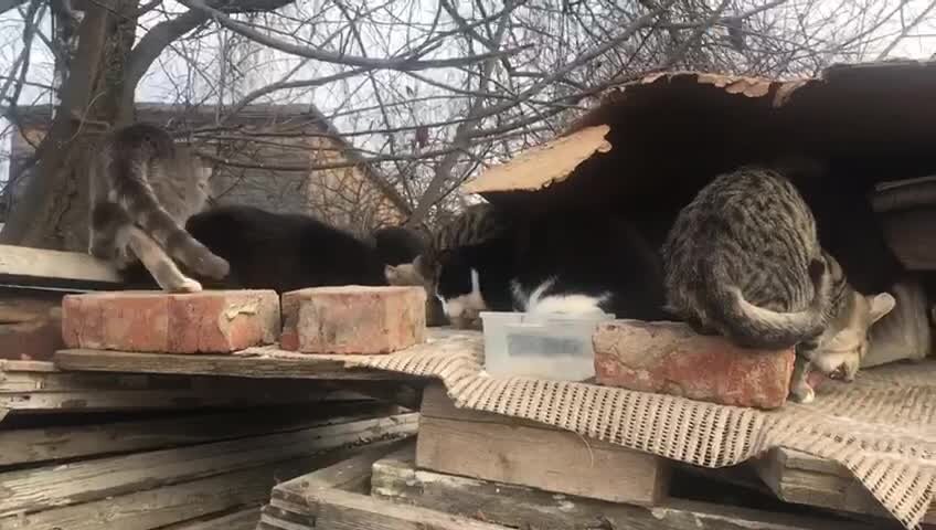 Еще одна "горячая точка" для волонтеров города - дровенник деда