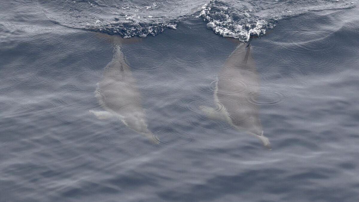    Дельфины у побережья АвстралииCC BY 2.0 / Ed Dunens / Common Dolphins