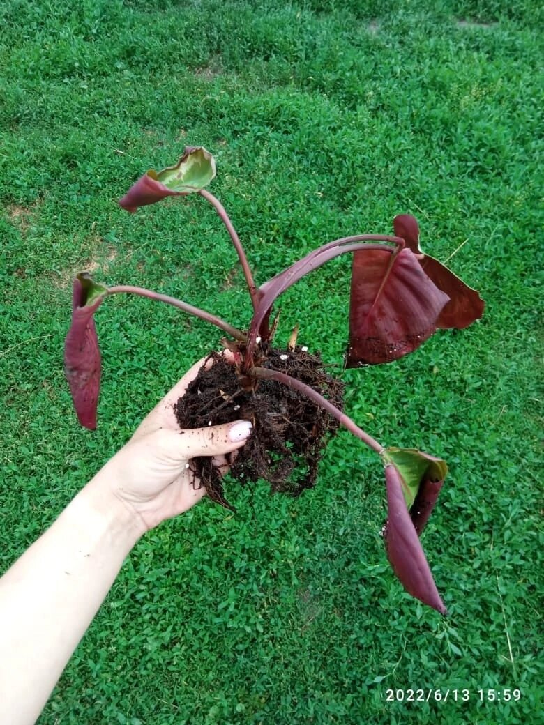 Вот такая красота.