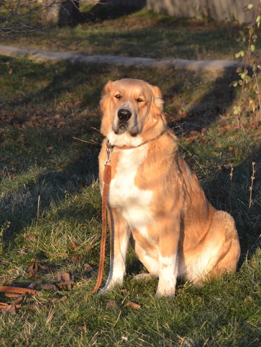 Корону мне ! Корону!