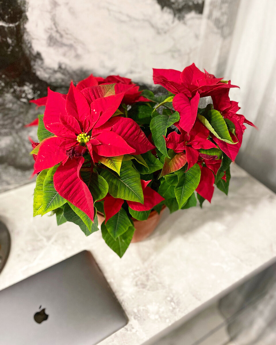 В том году шикарную купила всего за 299 р. В этом году у меня она скромнее 