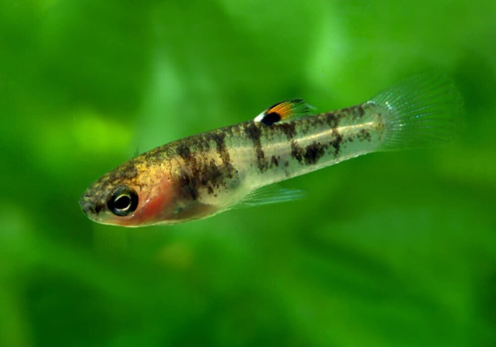 Формоза. Находится на сайте pets2.ru.