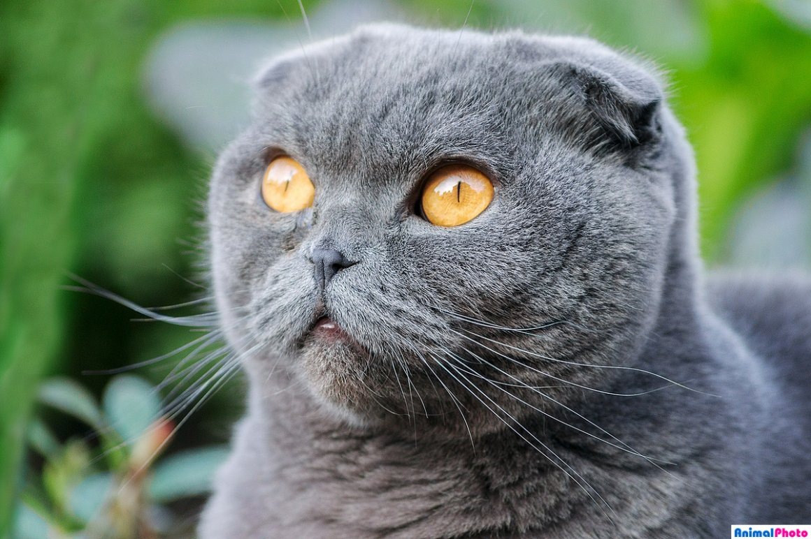 Не наш, но один-в-один Джексон