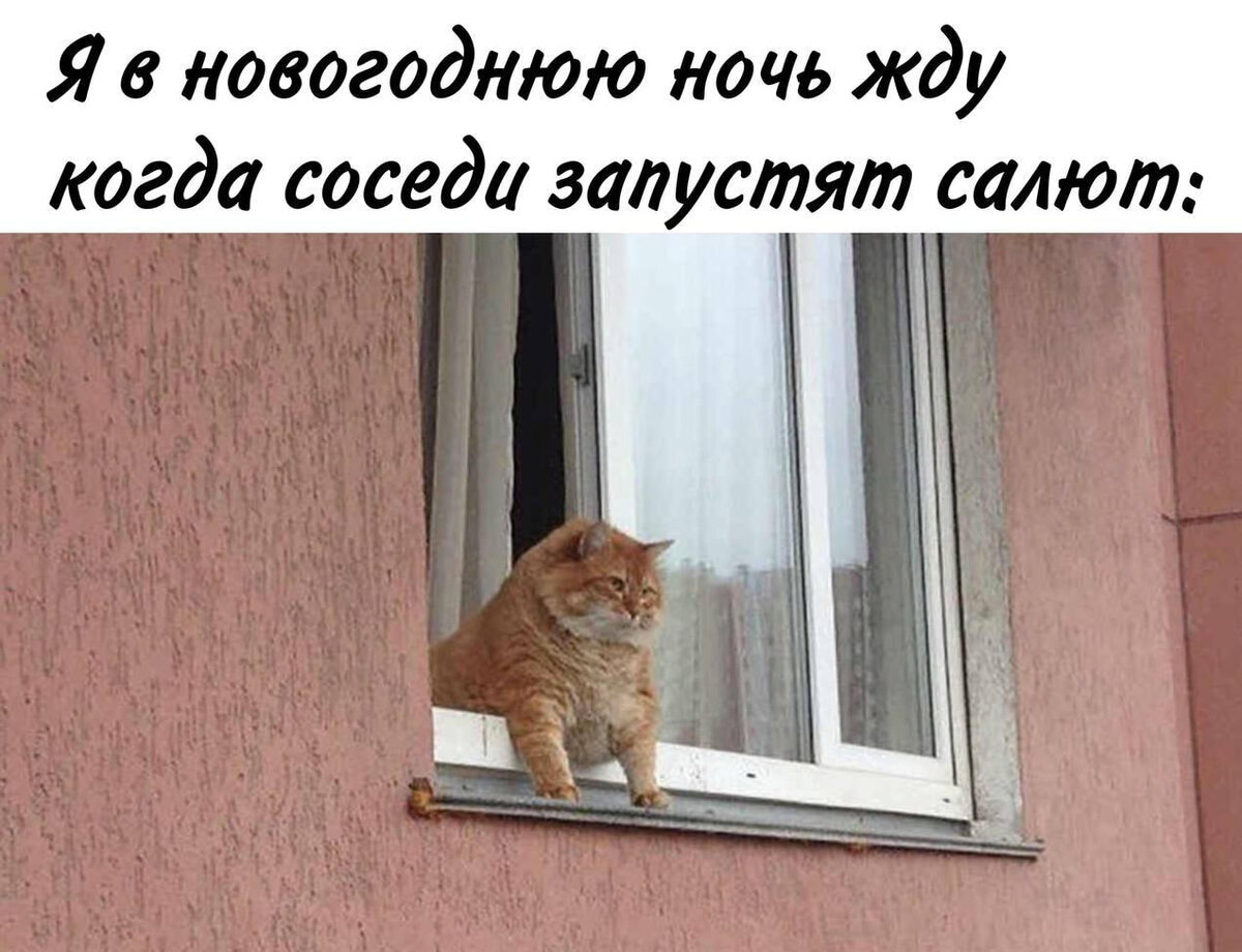 Кот с оливье новогодний мем 10 жизненных мемов про Новый год НАУКА И ОБРАЗОВАНИЕ Дзен