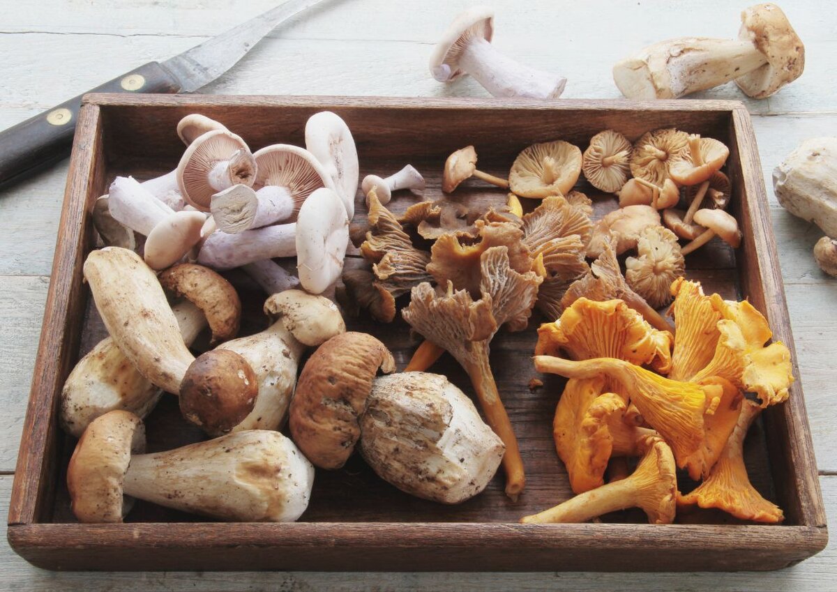 Рекомендации по выбору грибов в супермаркете