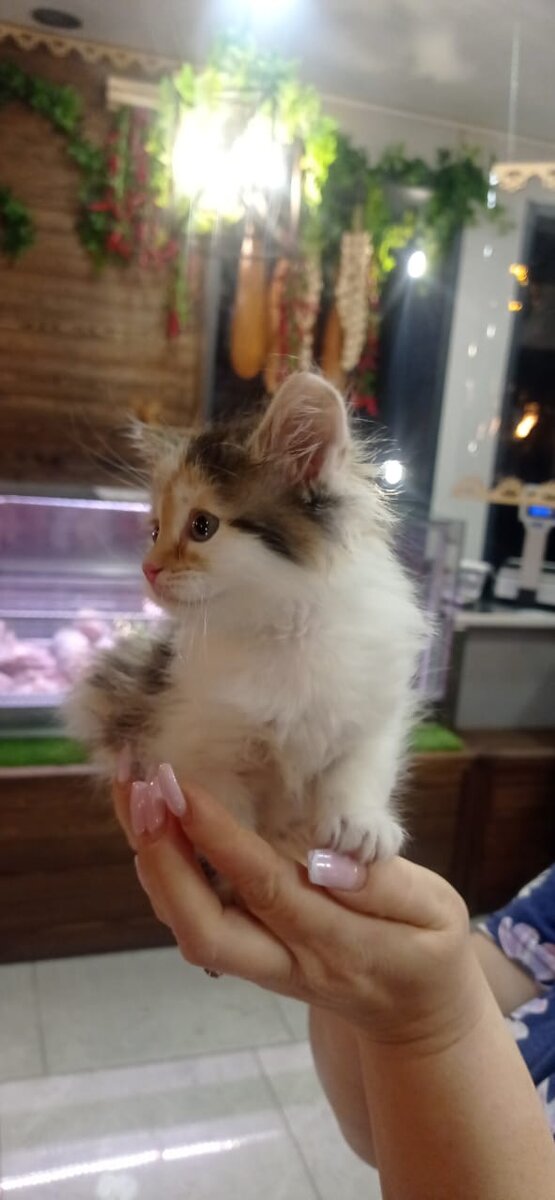 Это Кнопочка, в день когда нам её передали продавцы магазина,куда её подкинул " добрый человек"