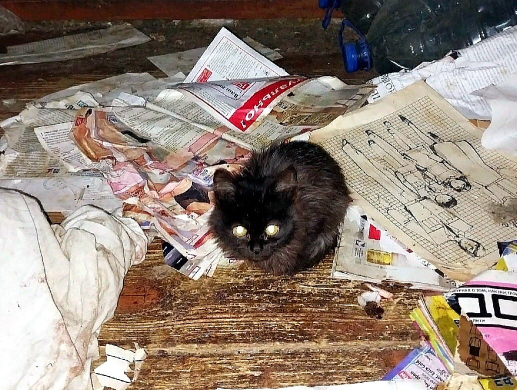 Котенок появился на свет в этом мрачном доме.  