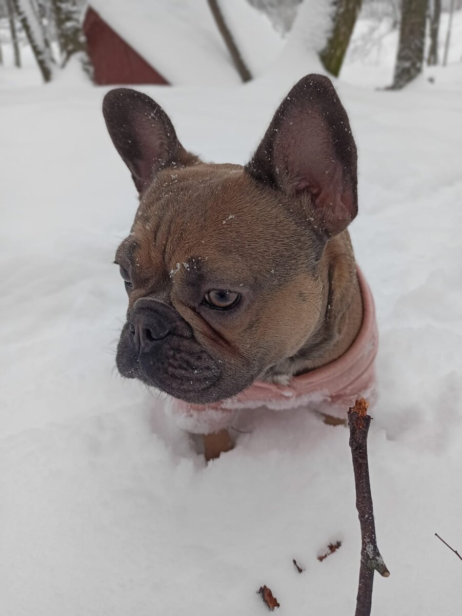 Что это? В некоторых местах собака уходила в снег с головой. 