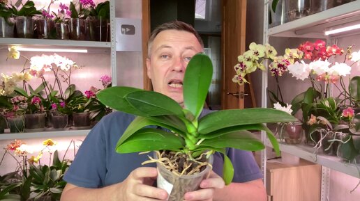 горячевский орхидеи видео