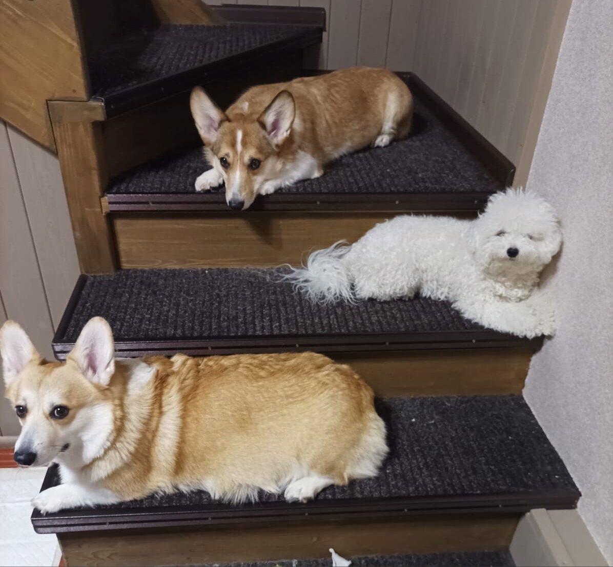 Наши самые ценные сотрудники: коржик, еще коржик и зефирка