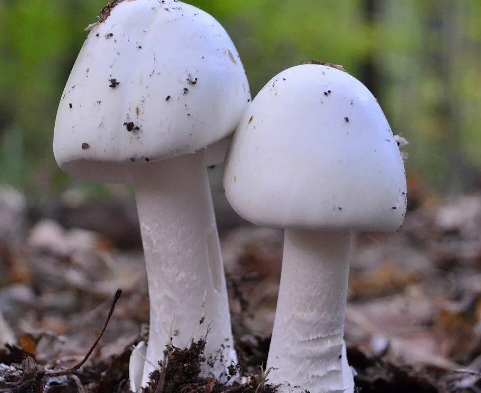 3 мухомор вонючий