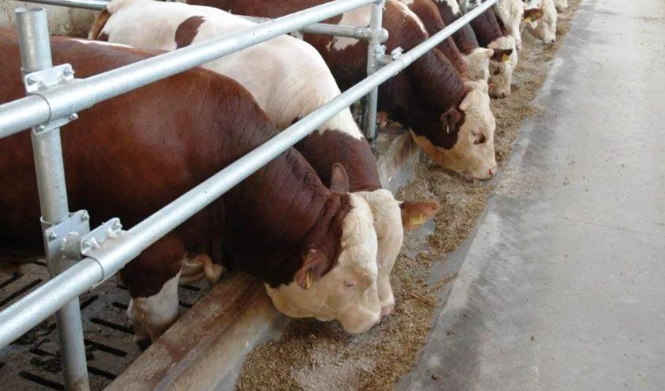 Яндекс картинки