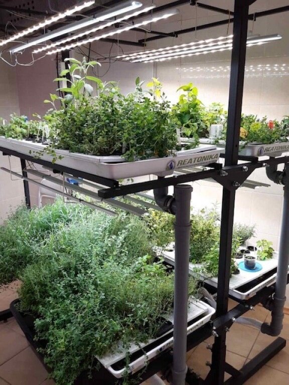    Учёные из Новосибирска используют яд для защиты растений