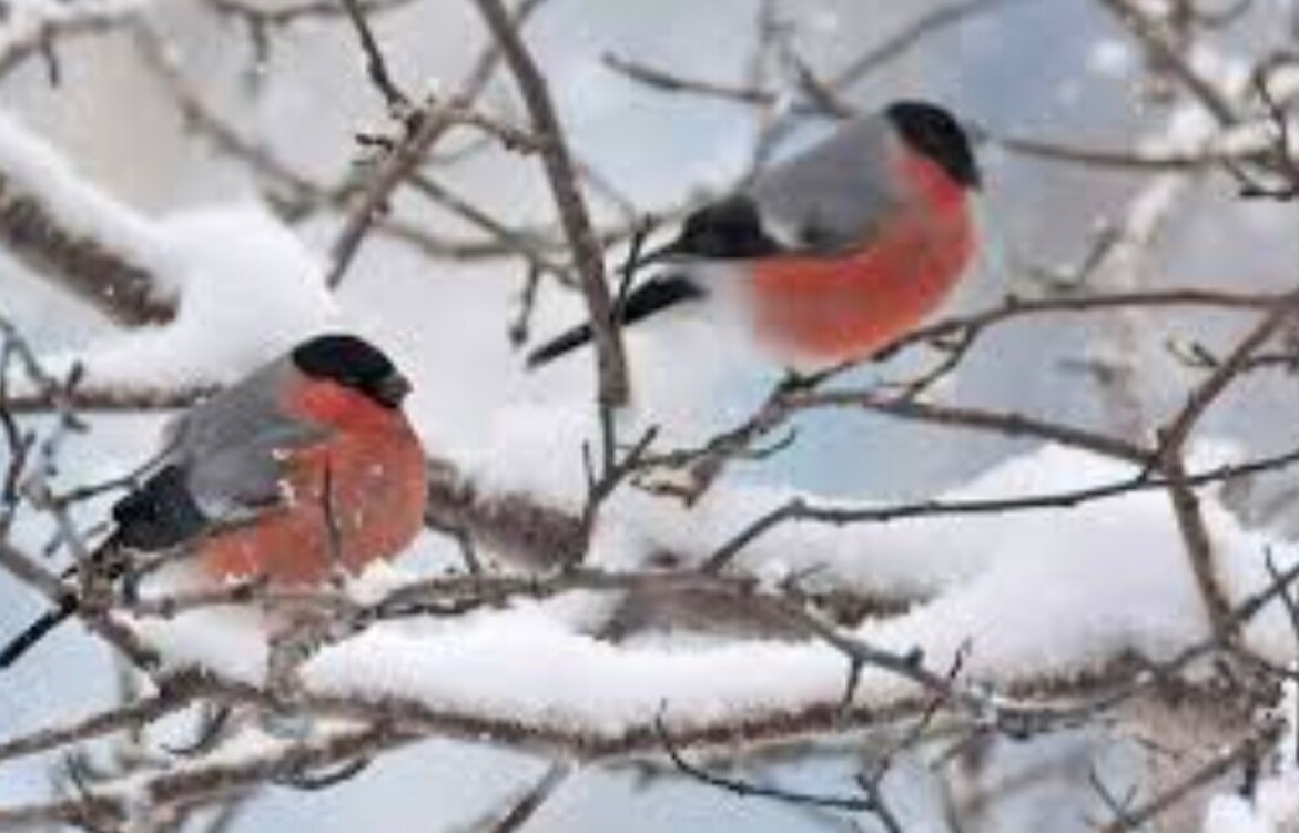 Фото из Интернета