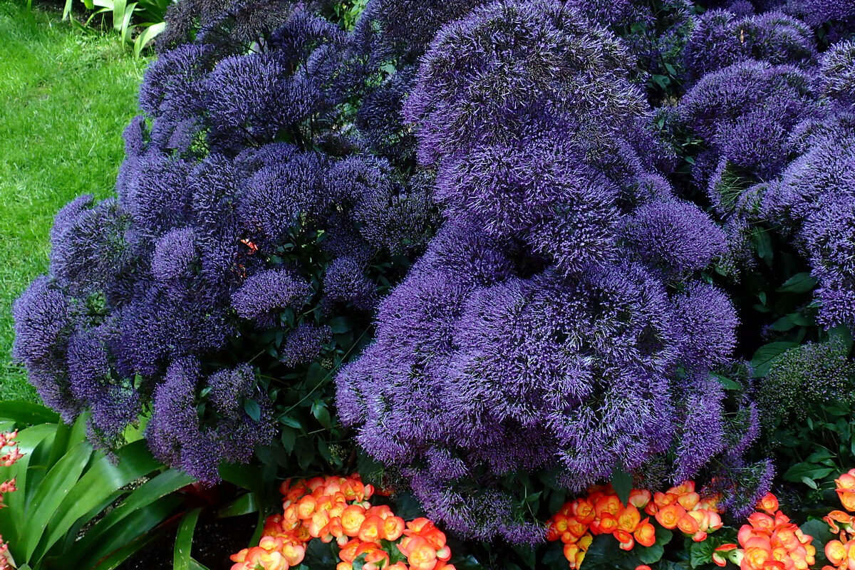 трахелиум цветок. трахелиум лесное озеро фиолетовый. трахелиум описание. трахелиум лесное озеро. трахелиум сиреневый.