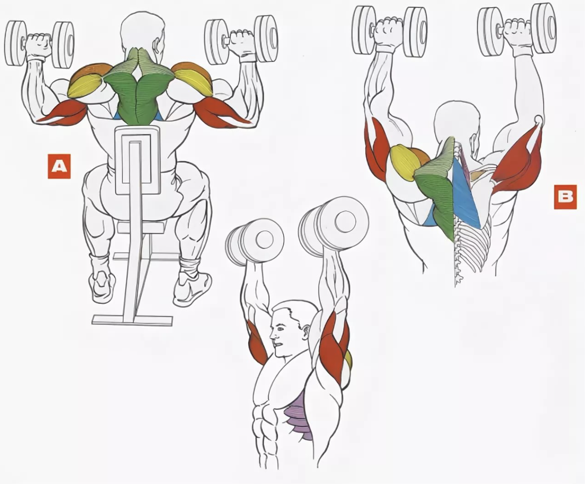 Жим гантелей сидя силовой