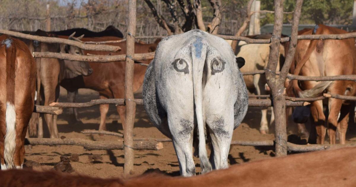 Вот такие причудливые глазки у африканских коров