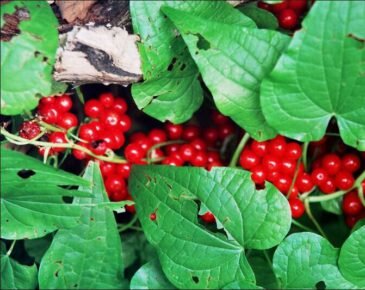 Внешний вид адамова корня.