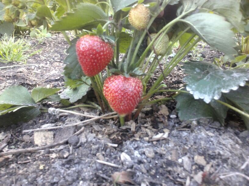 Земляника Ольвия