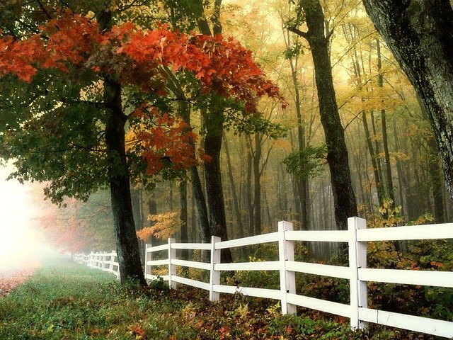 https://pixabay.com/ru