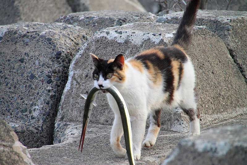 Кошка ловит птицу. Кошка с добычей. Кошка с добычей. Кошка с мышкой в зубах. Кот поймал добычу.