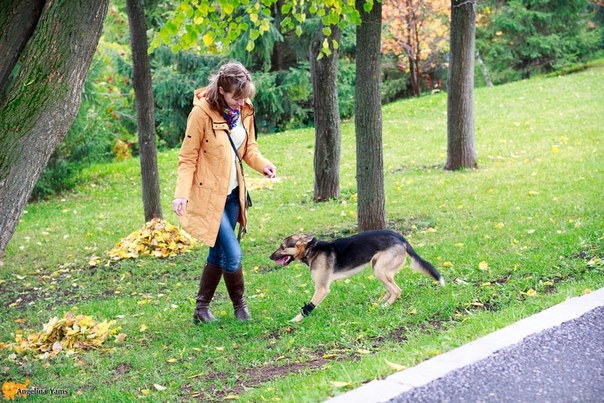Мы занимались сначала дома, а затем в тихом парке, постепенно добавляя раздражители (люди, другие животные, звуки оживленных улиц)