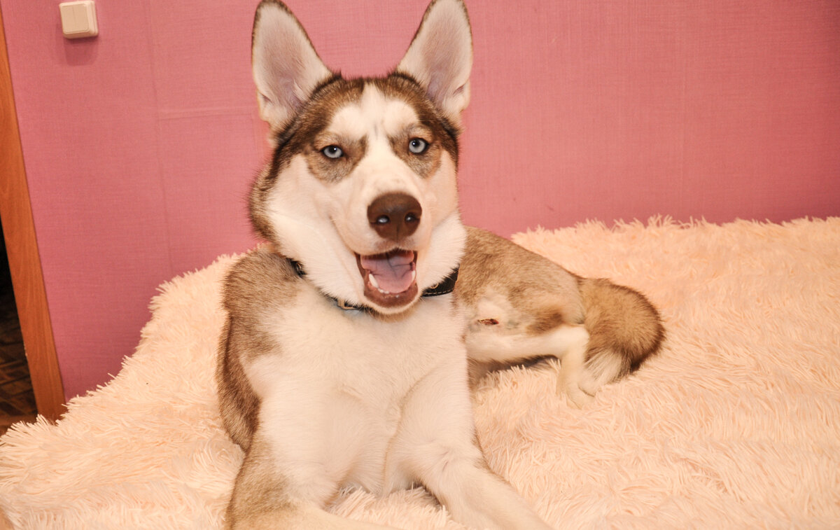 Знакомьтесь, это Миледи. Мой ушастик )