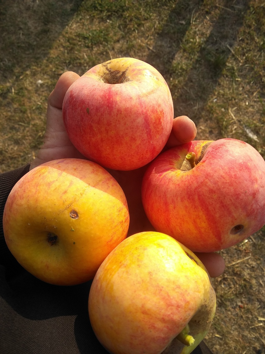 Соловьёвы Соловьёвы наша жизнь