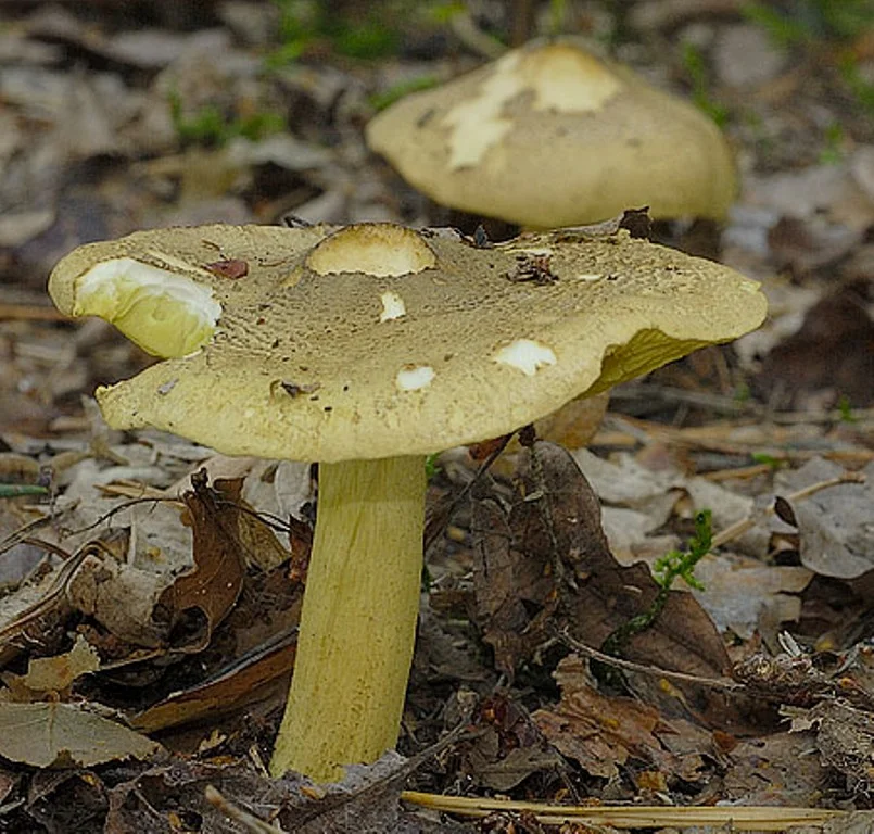 Рядовка зеленая гриб. Зеленушка (Tricholoma equestre). Гриб серушка и зеленушка. Серушки и зеленушки. Серухи и зеленухи.