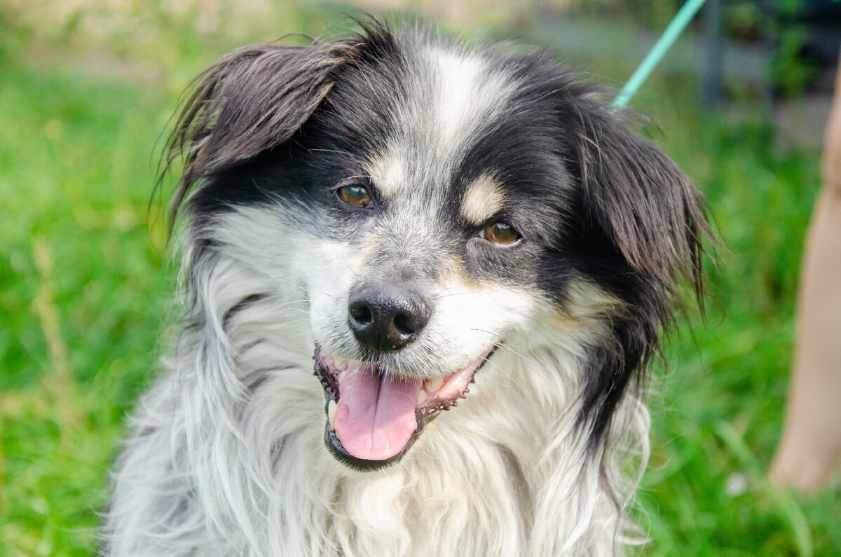 Собака абакан. Город собак. Порода собак Шопенгауэр. Собака Шопенгауэр. My Aussie gal.