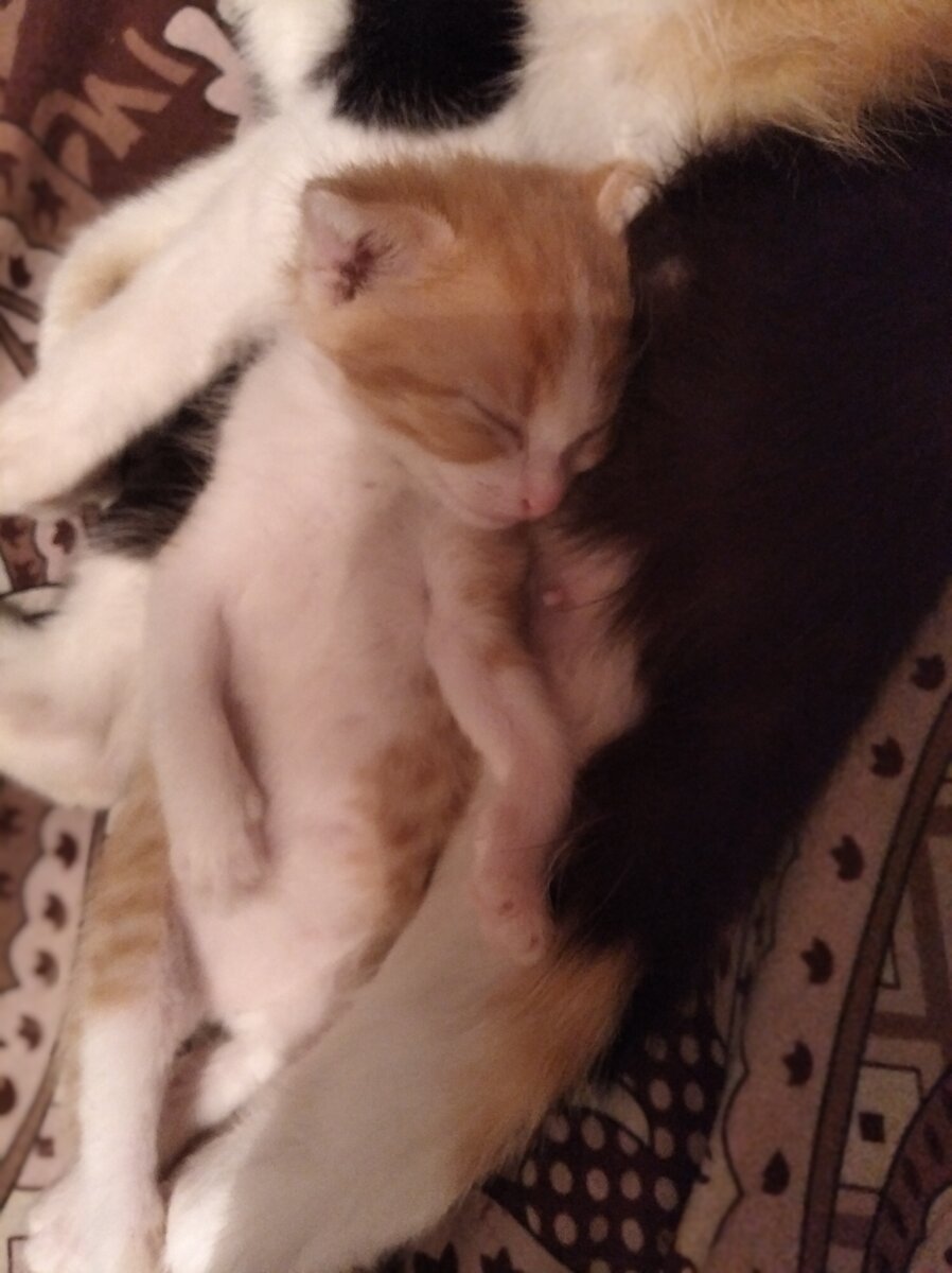 пришлось держать кошку чтобы кормила котенка