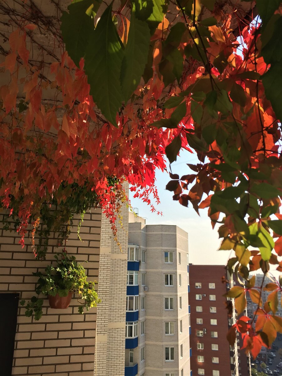 Декоративный виноград пытается зайти в квартиру (собственное фото)