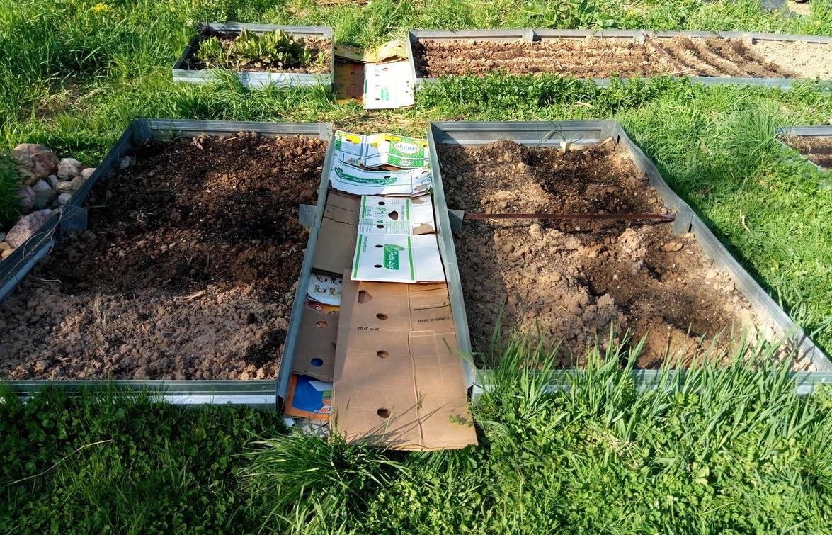 Чем укрыть дорожки между грядками от сорняков фото