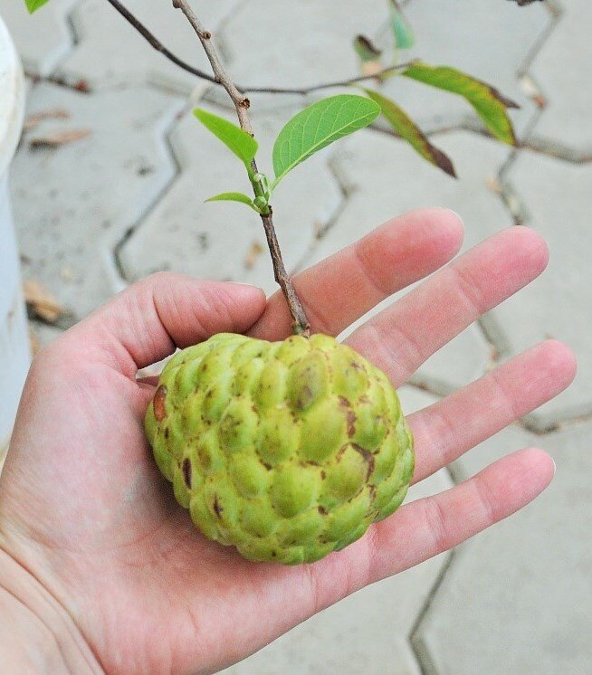 Аннона сквамоза - очень интересное растение. Плодоносит с трех лет. Плоды очень вкусные - настоящий экзотический фрукт! Фото мое.