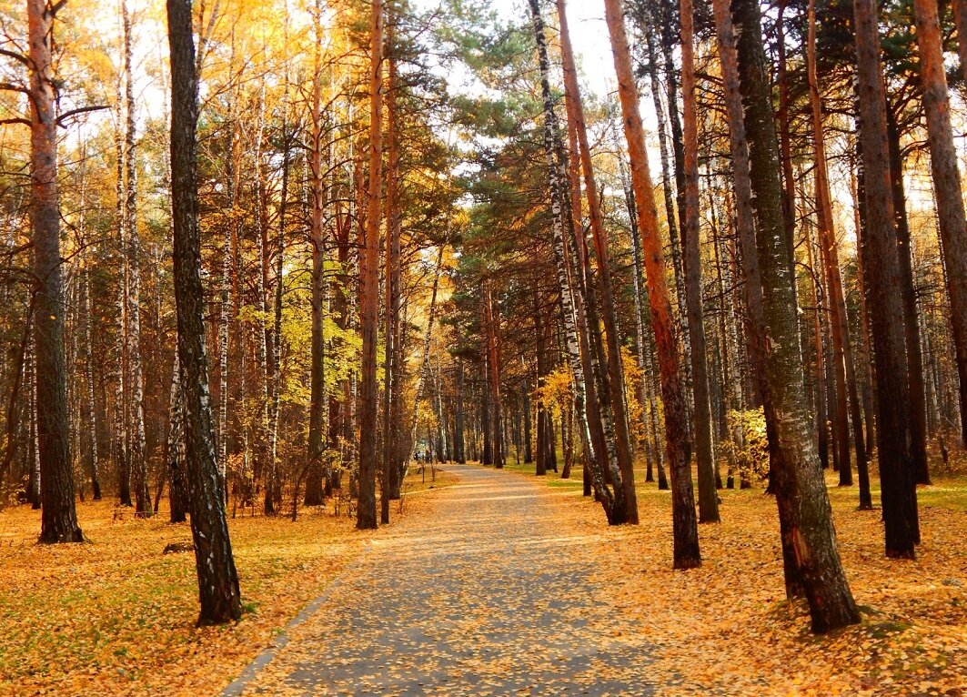 Красивый осенний пейзаж в парке Тюмени.