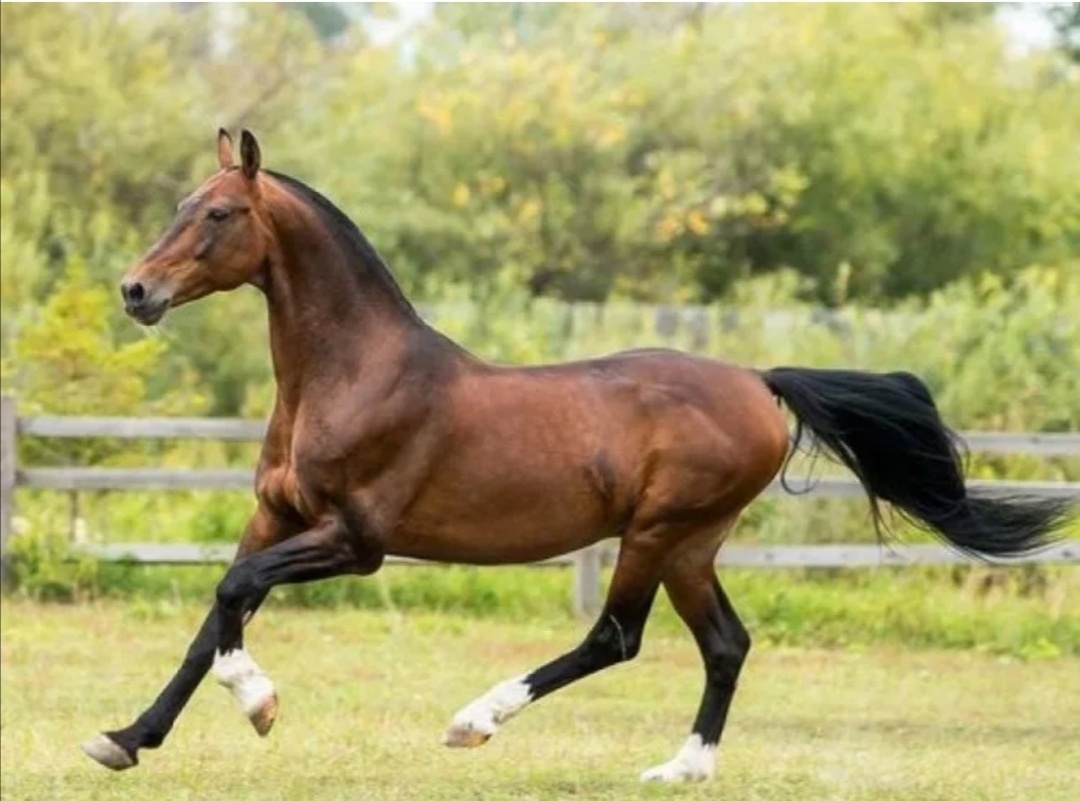 Старый Орловский рысак 