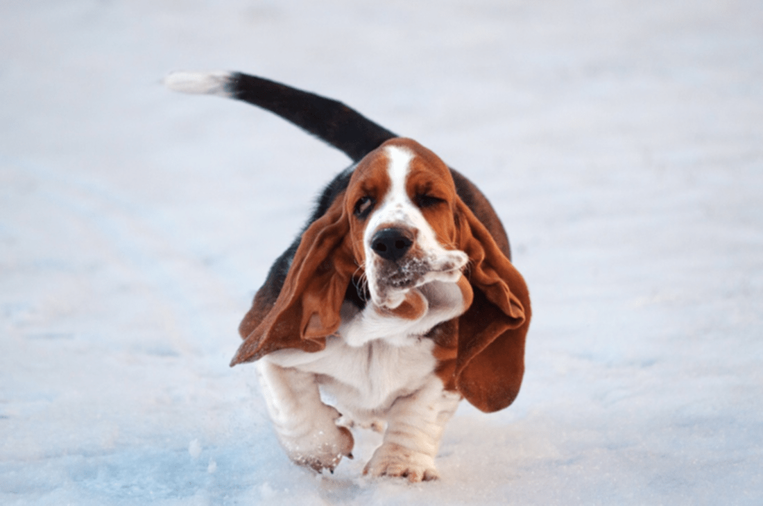 Фото из свободного источника. 