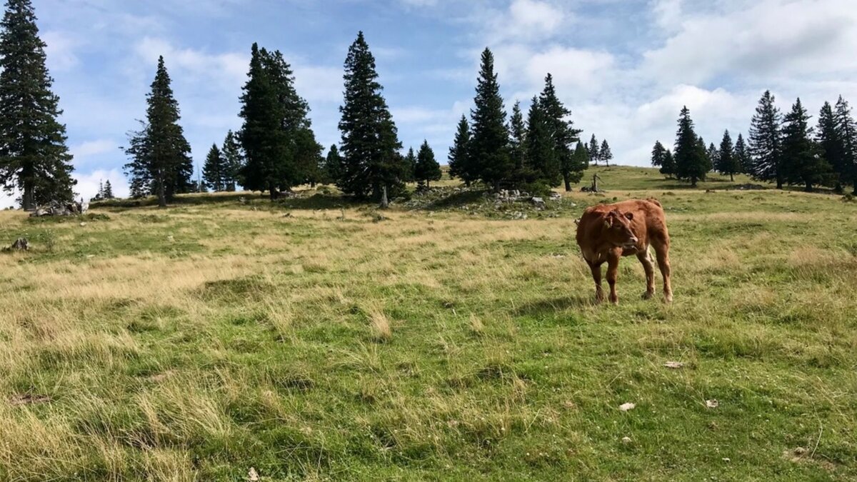 Коровки в Словении