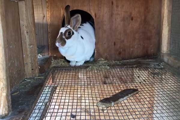 Как сделать маточник для крольчихи своими руками